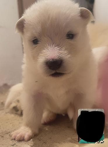 qurdbasar balaları: Samoyed — 7