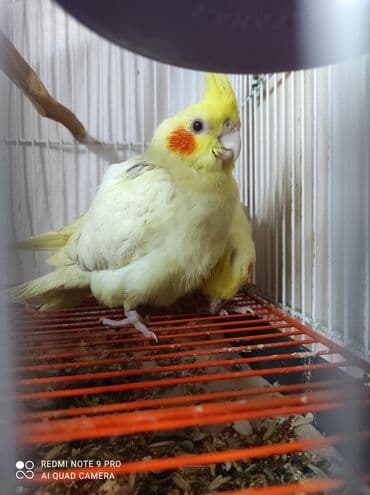 Akvariumlar: Nymph parakitləri (cockatiel) – müxtəlif rəng mutasiyaları ilə - — 7