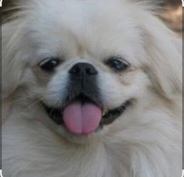 ev heyvanlarının satışı: Cütləşdirmək — 1