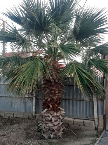 mixek gulunun diger adi nedir: Salam palma satilir ünvan salyan rayonu real alicilar əlaqə saxlasin — 1