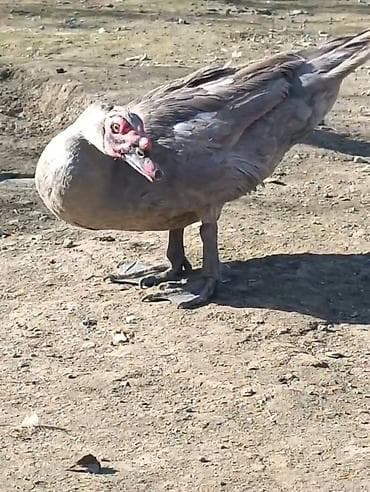 tovuz quşları: 7-aylıq aktiv lavada erkək.Heyvandan başı çıxanlar bilir necə heyvan — 3