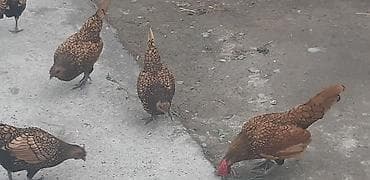 kreditle heyvan satisi: Sibrayt Qızılı. Cəm 18 Ədəd. 5 Xoruz 13 Fərə. Fərələr Hamısı Gündəlik — 5
