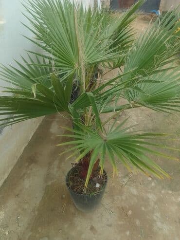 banan agaci: Vaşinkton palmaları satılır say çoxdur buyrun daha ətraflı zəng eləyin — 7