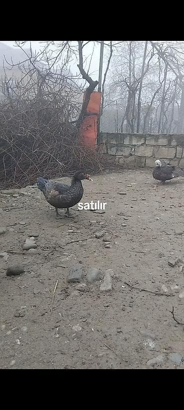 hind toyuğu: Misk ördəkleri satılır. - Növ: Misk (hind) ördəyi - Rənglər — 1
