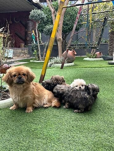 it tap az: Pekines, 2 ay, Peyvəndli — 1