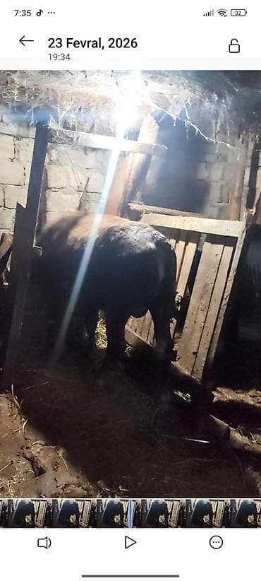 akvarium xırda balığı: Satılır: erkək dana Xüsusiyyətlər: - Növ: iri buynuzlu heyvan, erkək — 1