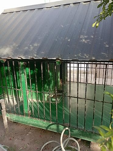 satılan itler: 1 ildir alınıb 6 ay istifadə olunub it artıq olmadığı üçün satılır 650 — 3