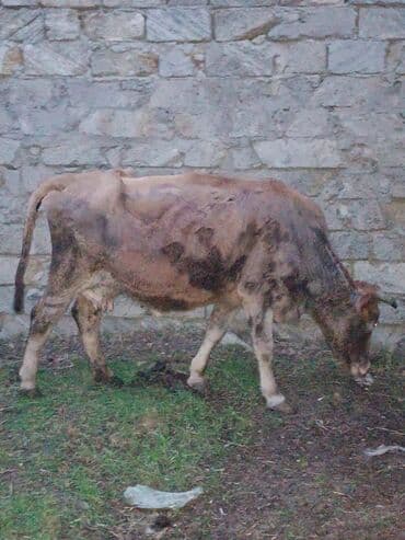 Inəklər, öküzlər: Satılır: inək - Növ: yerli inək (qəhvəyi rəng çalarları) - Yaş — 1