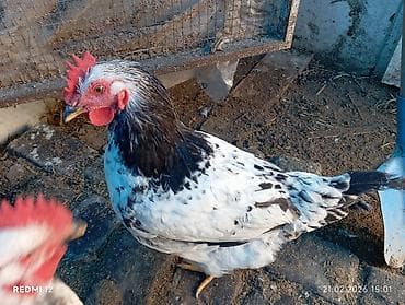 it evlerinin satisi: Xoruz, il: 1, Ödənişli çatdırılma — 5