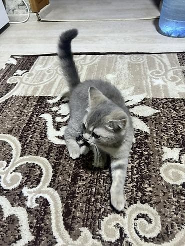 pisiy: Şotland, Dişi, Ünvandan götürmə — 1