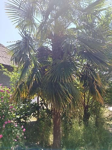 ağac şəkilləri: Trachycarpus fortunei (yelpənək formalı yarpaqları olan soyuğa davamlı — 2