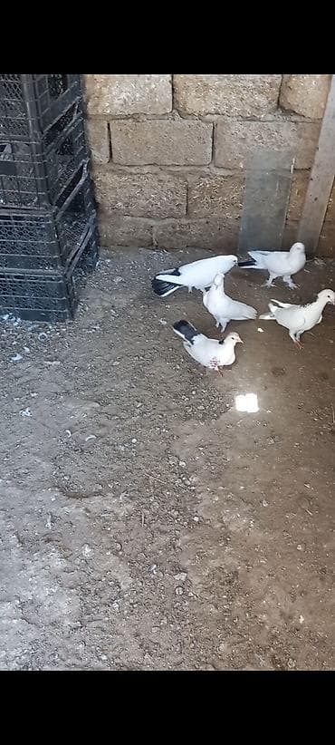 ev qus: Məhsul: Qüvvətli uçuşa və dekorativ görünüşə malik ev göyərçinləri — 3
