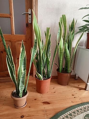 su slank: Məhsul: Otaq radiatorları (divara quraşdırılan panel tip) Təsvir: - — 2