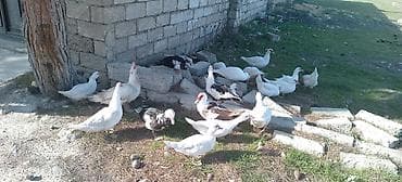 Quşlar: Erkək, | Lal ördək, Ətlik — 9