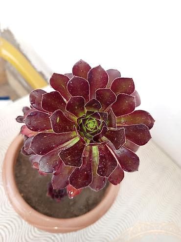 etotu bitkisi: Bitki: Aeonium arboreum ‘Zwartkop’ (Qara qül – tünd bənövşəyi-siyahı — 2