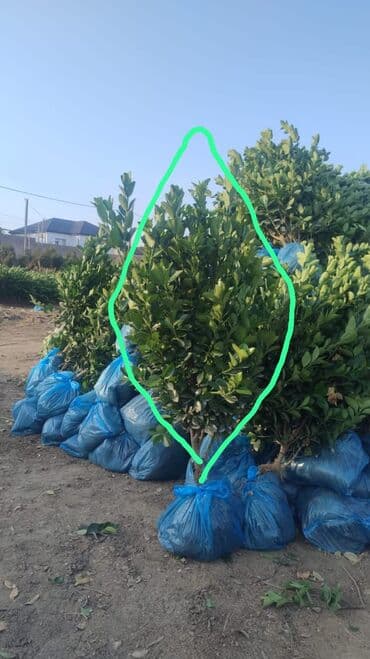 Gübrələr: Dibçəklər hər ölçüdə kafe Ağacdan dekorativ uzun formalı dibçək/qutu — 7