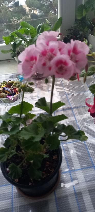 xoruz otu bitkisi: Otaq bitkiləri kolleksiyası - Qırmızı-sümbül yarpaqlı oxalis (Oxalis — 6