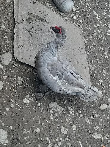 keçi satışı: Gordunuz Temiz lavanda xoruzlar satlir unvan şamaxidi gonderis var — 4