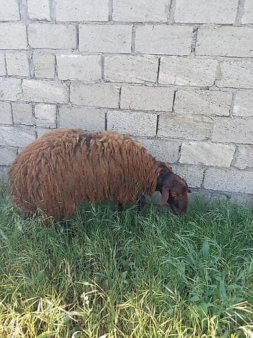 qoyun satan: Erkək, Qala, il: 1, 85 kq, Damazlıq, Südlük, Ətlik, Ünvandan götürmə, Ödənişli çatdırılma — 10