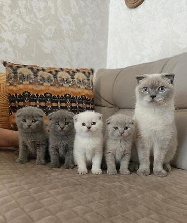 mingəcevir pişik: Şotland yastı qulaq — 1