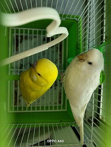 Akvariumlar: Baza ilə birgə dalğalı tutuquşu dəsti - 2 ədəd dalğalı tutuquşu (bir — 2