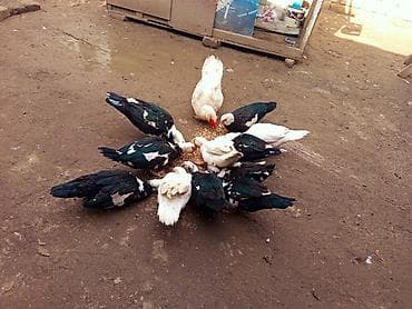 lal ordək balası: Üç erkəydi 9 dişi heyet BALACADİ SATLİR damazdiq eladi ünvan — 8