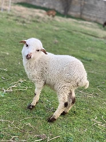 lalafo quzu: Erkəy quzu satılır — 1