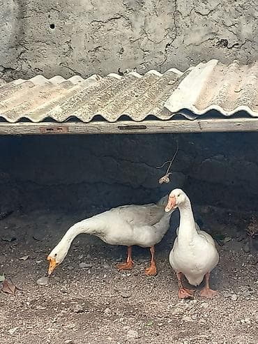 ördək: Satılır: Qaz və lal ördək 1 erkek 1 fere qaz 3 erkek 2 fere ordek — 4