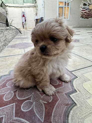 balaca it ucuz: Pekines, 2 ay, Peyvəndli — 8