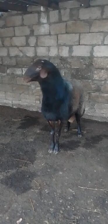 sud veren keci: Təçiz gala goçu 1il 6tı aylıqdı — 2