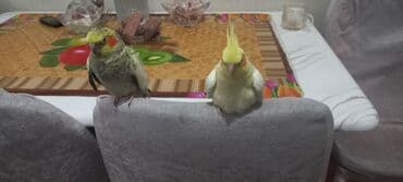 azerbaycanca pişik adlari: Nimfa tutuquşuları cütü və qəfəs dəsti - Növ: Nimfa (Cockatiel) – bir — 2