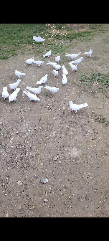 qus nomreleri: Kom bir nesil 12 tük ağlar çılpaq 23 quşdu kom 220 m - Növ: ev — 1