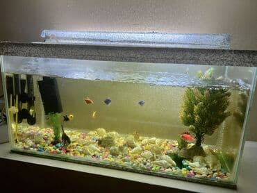 akvarium bitkileri: Dördbucaq akvarium, Balıqlarla birlikdə, 30 l, Ünvandan götürmə — 2