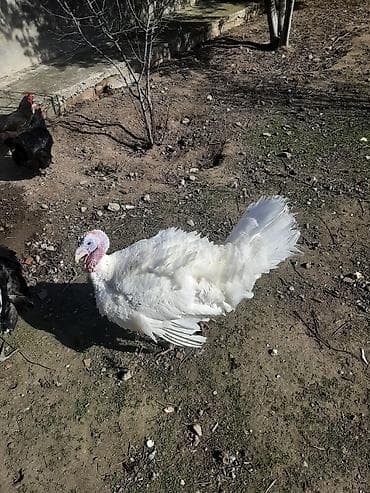 Бараны, овцы: Самец, Для разведения — 1