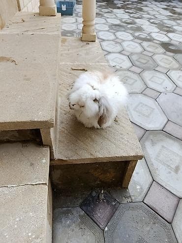 Tuklu erkey dovşandı ele verdişdi