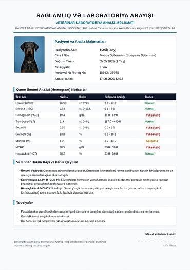 pudel itleri: Doberman, 1 il, Erkək, Cütləşmə üçün — 1