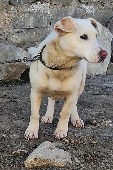 qaz balasi nece gune cixir: Ağ rəngli, orta ölçülü it – həyətyanı sahə və ev üçün gözətçi və — 2