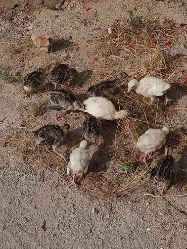 Məhsul: Hind quşu balası, 12 gün 11 əd, Binə qəsəbəsində — 2