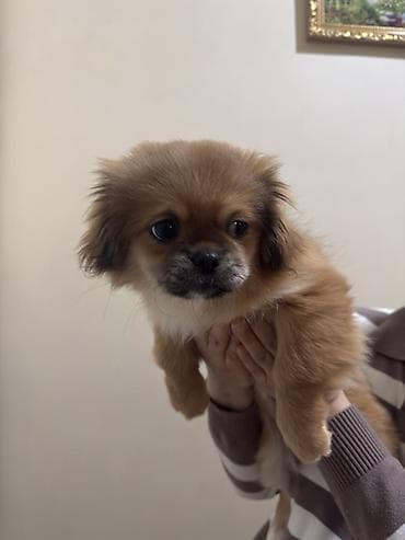 İtlər: Pekines — 2