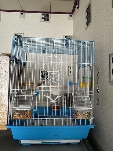İri ölçülü qəfəs satılır üstündə karela yuvasıda verilir qiymət 20