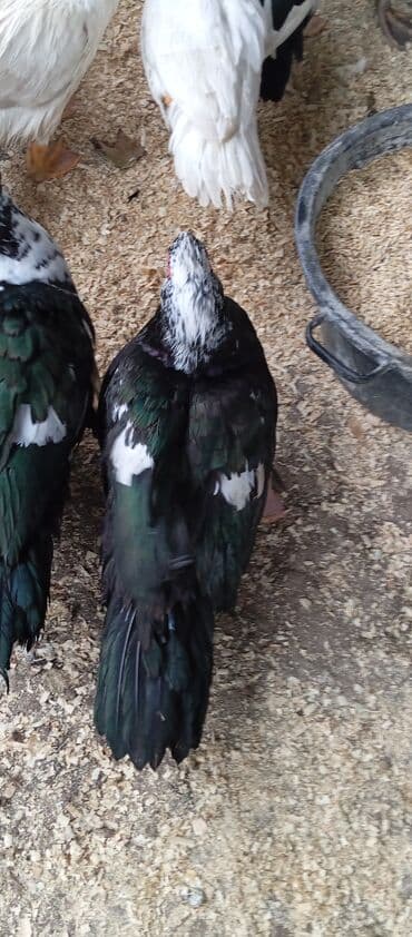 bıldırcın satılık: Təcili satılır.Real alıcılar əlaqə saxlaya bilər — 3