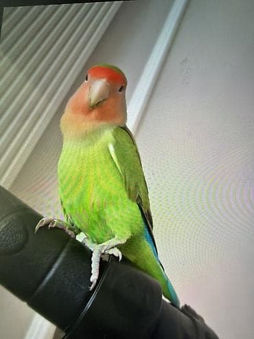 quş qəfəs: Məhsul: Dalmatian agapornis (lovebird) və qəfəs komplekti Təsvir: - — 4