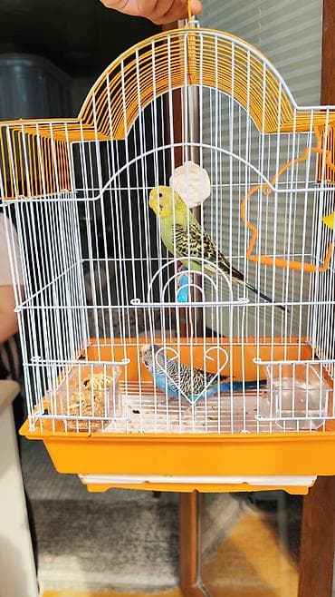 kənd məhsullarının satışı: Salam! Ev quşu satilir — 1