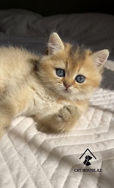 pişik şotlant: Britan, Erkək — 4