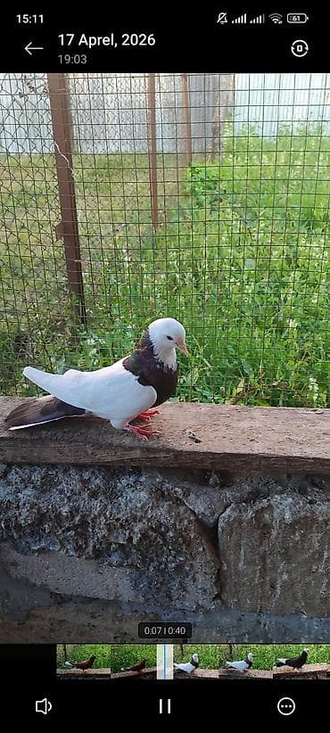 afcarka balası satışı: Qiymət kom 40 azn real hamsın alan olsa endirim eləmək olar Ağ quyruq — 2