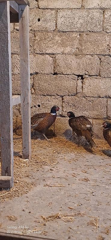 Птицы: Xoruzlar satilir — 3