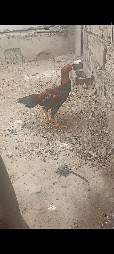 broyler cuce satisi: Taynıngətrib - Rəng: qırmızı-qara qarışıq lələklər, quyruq tünd - — 8