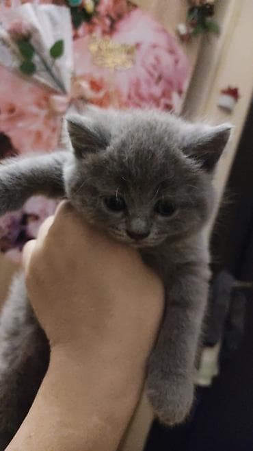 Boz tüklü, yumşaq və qısa xəzli balaca pişik balası. Dəyirmi baş