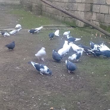 goyərcin şəkli: Müxtəlif rənglərdə və naxışlarda göyərçinlər. Ağ, qara, boz və qarışıq — 4