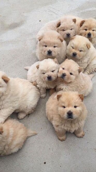 сколько стоит щенок: Çau-Çau — 3